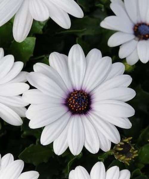 African Daisy White – Osteospermum ecklonis