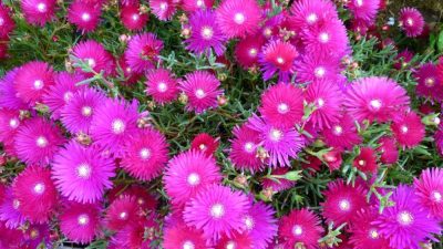 Pink pigface Mesembryanthemum