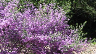 Prostanthera rotundifolia