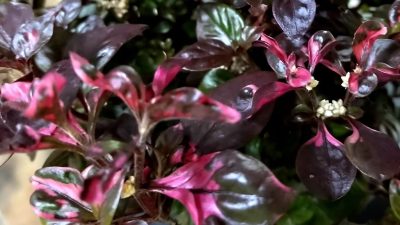 Alternanthera amoena Purple Splash