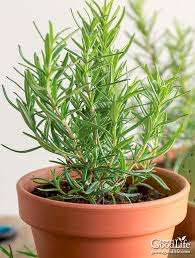 Rosemary Common