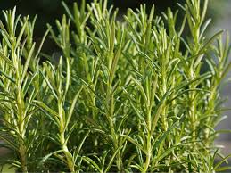 french lavender companion plants