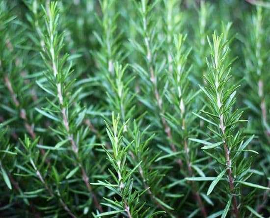 Rosemary Herb Rosmarinus officinalis