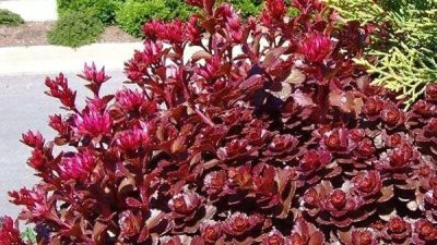 Sedum Dragon's Blood in a Garden bed Sedum Dragons Blood