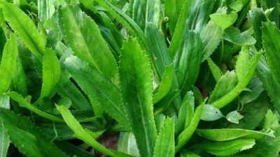 Thai Coriander