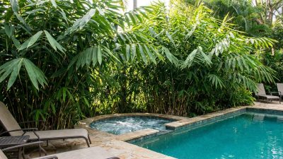 Tiger Grass - Thysanolaena maxima around the pool