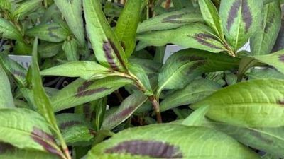 Persicaria odorata - Vietnamese Coriander or Vietnamese Mint