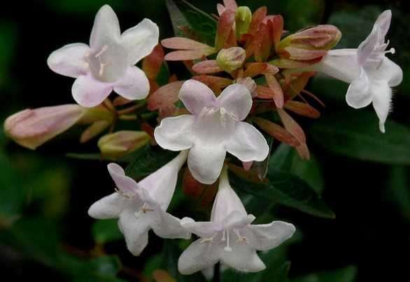Abelia grandiflora Glossy Abelia