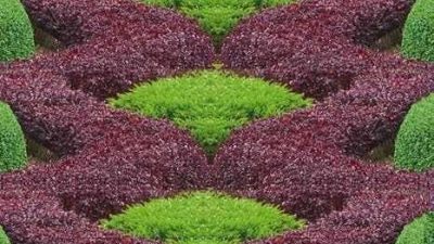 Alternanthera Little Ruby Clipped Little Ruby Plant into a stunning design