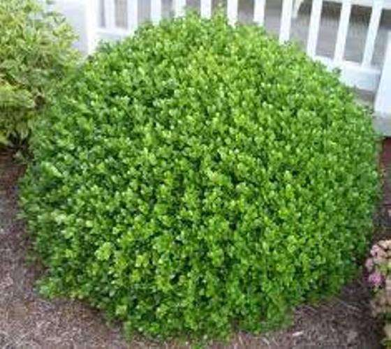 Buxus microphylla microphylla - Korean Box