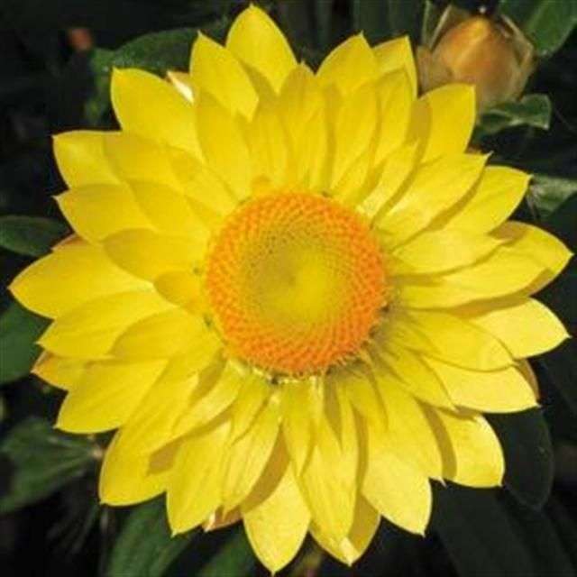bracteantha sunrise