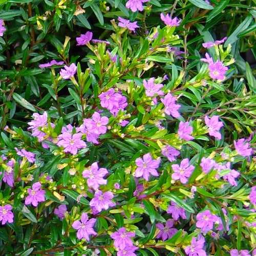 Cuphea hyssopifolia Rob's Mauve