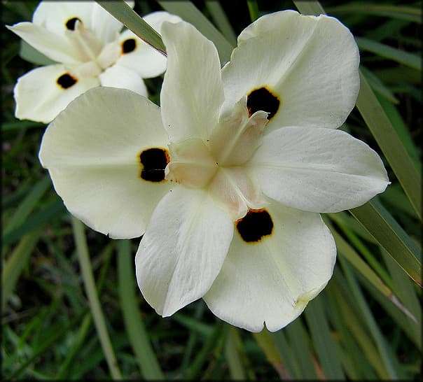 Dietes bicolour