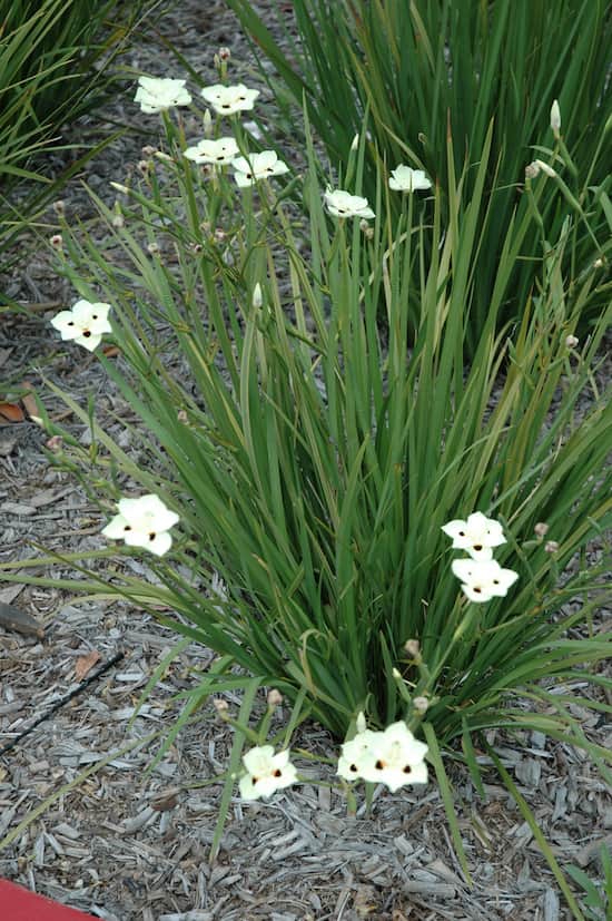 Dietes bicolour