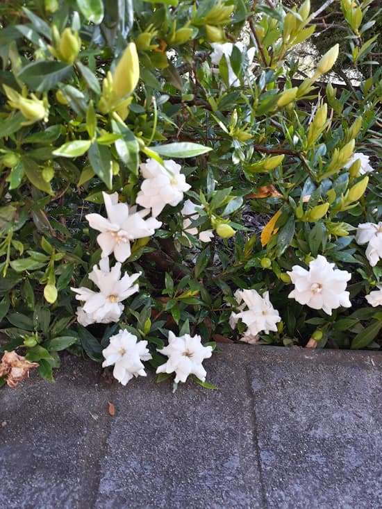 Gardenia radicans