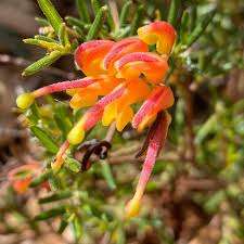 Grevillea- Crackles