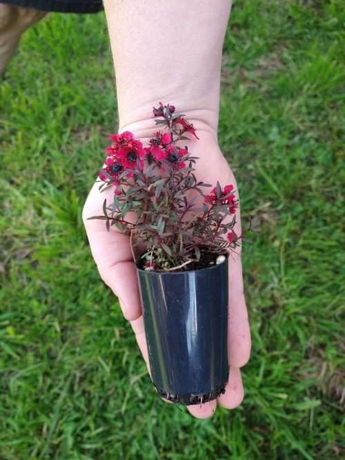 Leptospermum scoparium rubrum