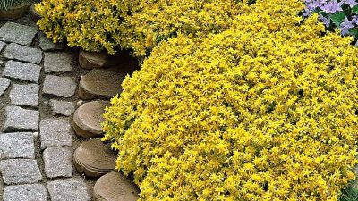 garden border of Gold Mound Sedum