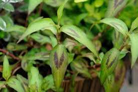 Persicaria odorata - Vietnamese Coriander
