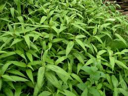 Vietnamese Mint Plectranthus amboinicus - Image 2
