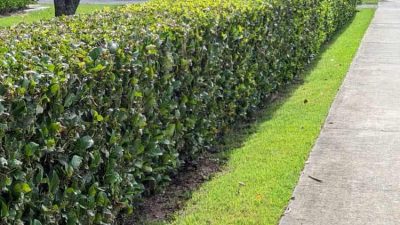 Caring for Sweet Viburnum Hedge
