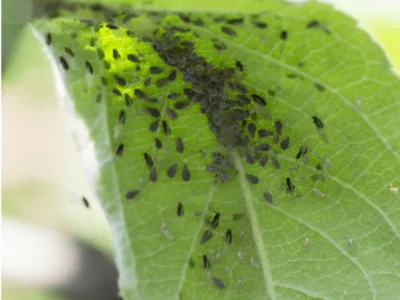 aphids arte sap sucking insects