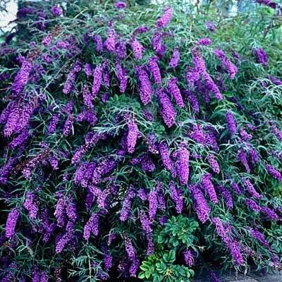 Buddleia Black Knight shrub in full flower