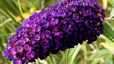 closeup of the flower of Buddleia Black Knight