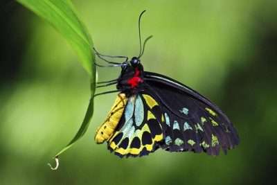 butterflies are attracted to Buddleia davidii Ivory