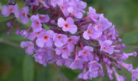 Buddleia davidii summer lilac flower closeup