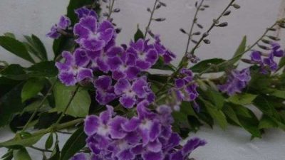 Duranta erecta Geisha Girl
