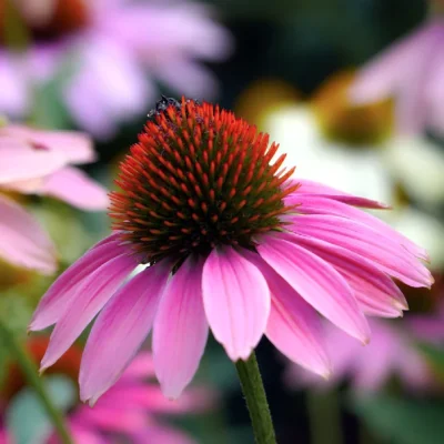 Purple Cone Flower