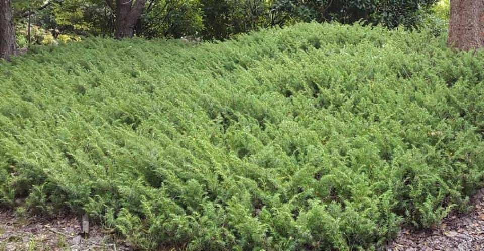 Juniperus taxifolia