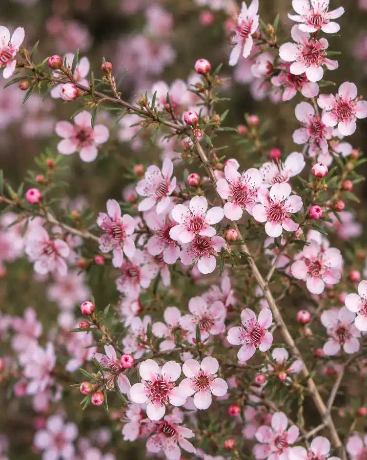 LETOSPERMUM PINK CASCADE Flowers close up