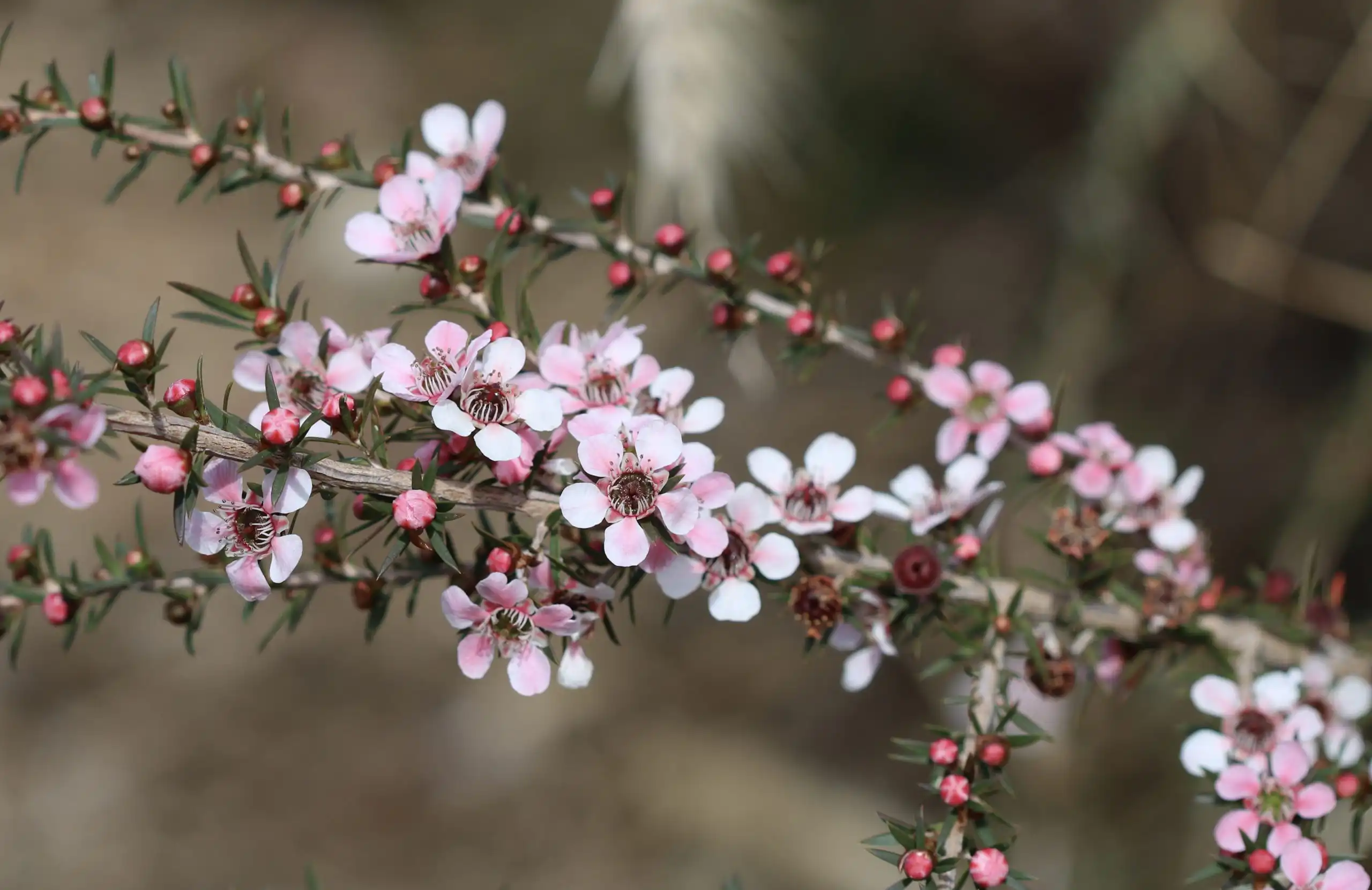 LETOSPERMUM PINK CASCADE Flowers