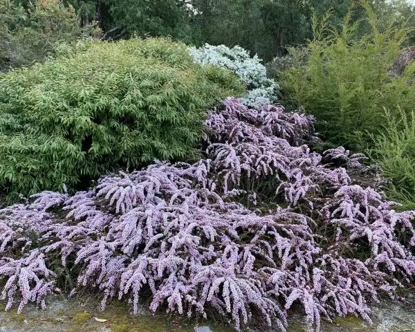 Leptospermum Pink Cascade shrub in flower