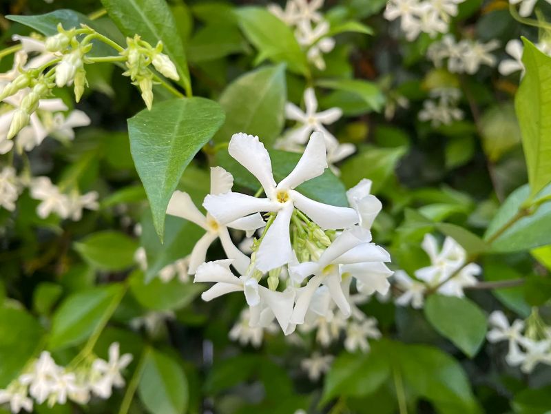 Star Jasmine (Trachelospermum jasminoides)