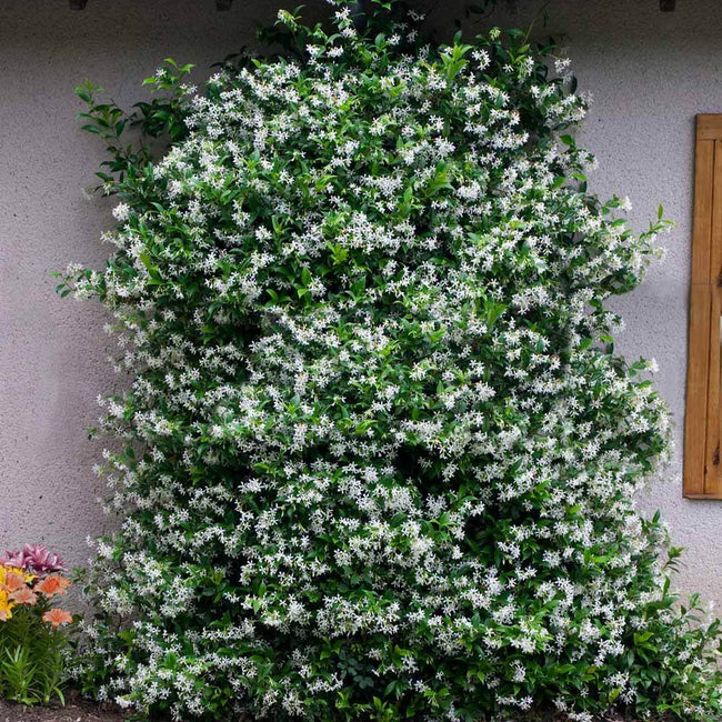 Star Jasmine (Trachelospermum jasminoides)