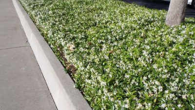 Star Jasmine (Trachelospermum jasminoides)