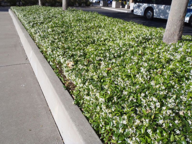 Star Jasmine (Trachelospermum jasminoides)