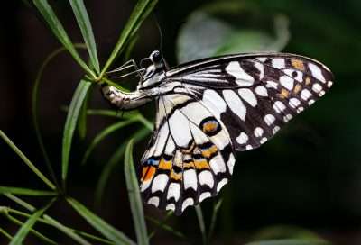 butterfly on bush