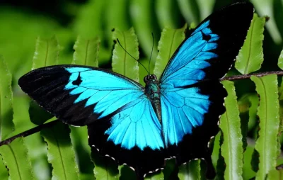 open wing butterfly