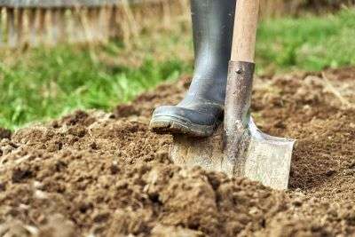 Planting in a Garden Bed
