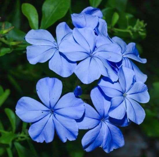 Plumbago Royal Cape