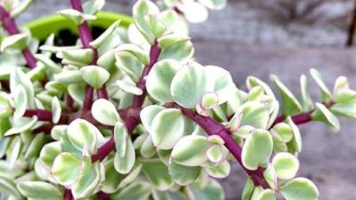 portulacaria afra variegata