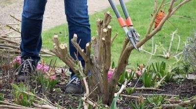 how to prune buddleia