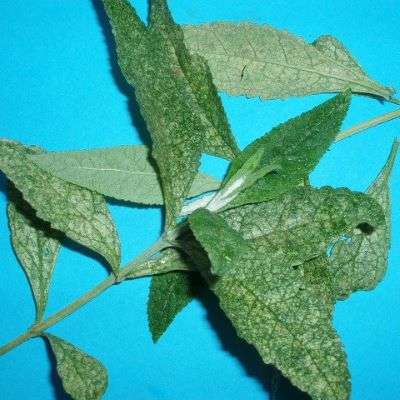 red spider mite on buddleia 