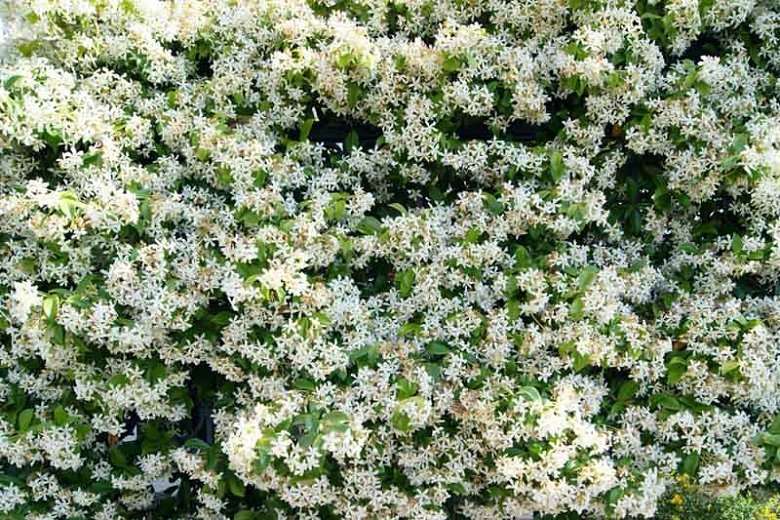 Trachelospermum Star Jasmine