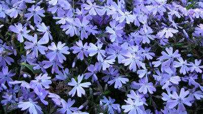 Phlox subulata Blue phlox subulata in stunning flower