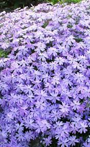 Blue Creeping Phlox (Phlox subulata) in full bloom, vibrant blue flowers
